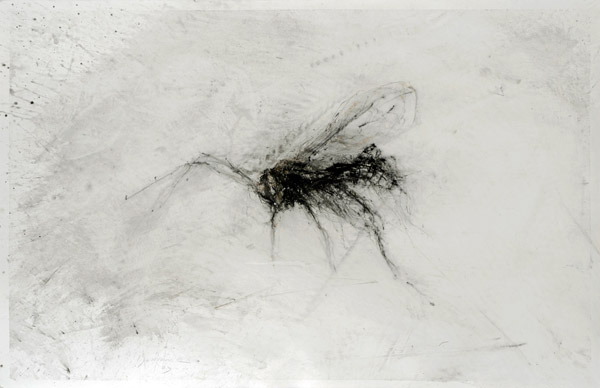 Mouche. Fly / Tempera sur papier. Tempera on paper. 66x102 cm. 2009