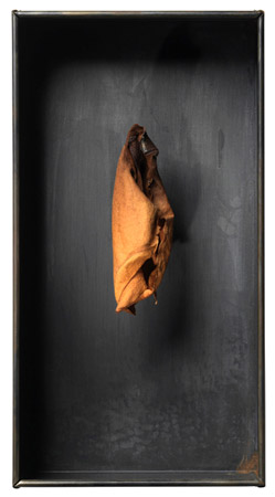 Boite feuille - Leave box / Boite métal et feuille vernie – <br />
Metal box and varnished leave. 21,5 x 11,5 x 6 cm. 2011